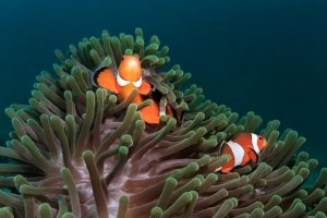 Choosing Compatible Anemones for Your Clownfish: A Species Guide