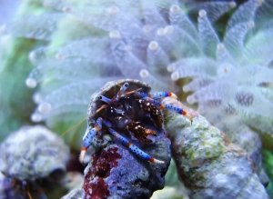 Selecting Safe Algae Eaters for Reef Aquariums: Hermits and Snails