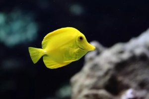Yellow Tang in Home Tanks: Behavior, Diet, and Health Risks