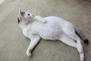 Cat Pregnancy Care: What Owners Should Know Before Kittens Arrive