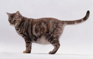 Shelter Dilemma: To Spay or Not to Spay a Pregnant Cat