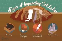 Cat Labor Essentials: What Owners Should Know Before Kittens Arrive