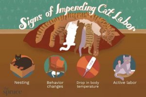Cat Labor Essentials: What Owners Should Know Before Kittens Arrive