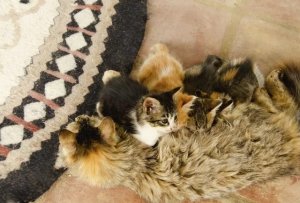 Postpartum Queens: The Rapid Return of Fertility and Why Spaying Matters