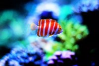 Rare Marine Fish Species That Challenge Expert Aquarists