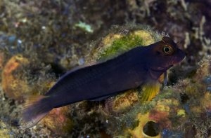 Blennies in the Home Aquarium: What Hobbyists Should Know