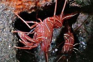 Camelback Shrimp in Reef Tanks: Beauty with a Cautionary Tale