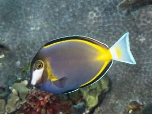 Powder Brown Tang: A Guide to Keeping This Delicate Surgeonfish