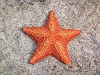 Starfish in Saltwater Tanks: Hidden Risks Every Aquarist Must Weigh
