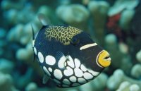 Aggressive Saltwater Fish: Tank Mates and Care Challenges