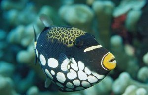 Aggressive Saltwater Fish: Tank Mates and Care Challenges