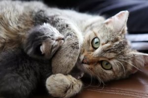 Cat Pregnancy: A Week-by-Week Guide to Feline Gestation