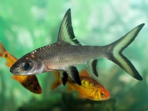 Bala Sharks: What Owners Should Know Before Buying