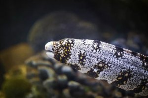 The Truth About Freshwater Moray Eels: What Aquarists Should Know