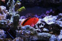 Flame Hawkfish: A Hardy Reef Predator with a Fiery Hue