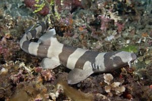 Brownbanded Bamboo Shark Care: A Guide for Advanced Aquarists