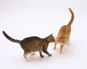 Feline Heat Signs After Sterilization: When to Call the Vet