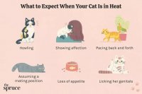 Cat Heat Cycle Explained: Signs, Bleeding Risks, and Care Tips
