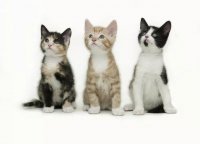 Pediatric Spay and Neuter Gains Acceptance in Veterinary Practice