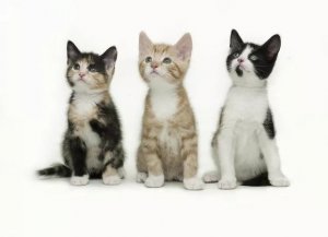 Pediatric Spay and Neuter Gains Acceptance in Veterinary Practice