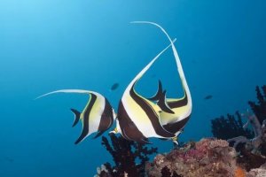 Keeping Moorish Idols: Why These Reef Fish Are Hard to Keep Alive