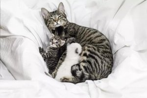 When a New Mother Cat Turns Away Her Kittens: What Owners Should Know