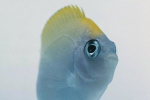 Swallowtail Angelfish: A Reef-Safe Choice for Experienced Keepers