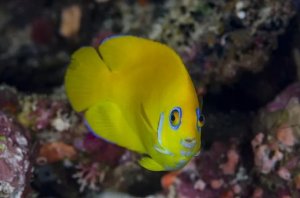 Lemonpeel Angelfish: A Detailed Care Manual for Reef Keepers