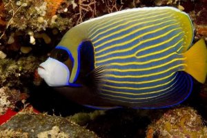 Emperor Angelfish: A Comprehensive Guide to Keeping This Indo-Pacific Icon