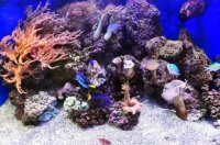 Feeding Your Reef: A Practical Look at Saltwater Fish Diets