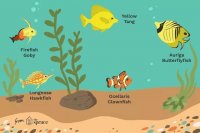 Top Saltwater Fish for Beginners: A Practical Guide