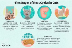 Feline Estrus: How Long Cats Stay in Heat and What Owners Should Know
