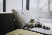 Cat Heat Cycles and Lifelong Fertility: What Owners Should Understand