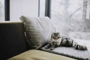 Cat Heat Cycles and Lifelong Fertility: What Owners Should Understand