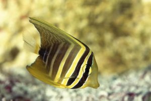 Sailfin Tang Care: A Reef Tank Guide for Hobbyists