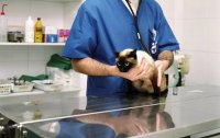 Lumps After Cat Spay: What Pet Owners Need to Know