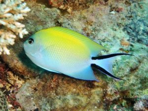 Angelfish and Coral Reefs: Which Species Can Live Together?