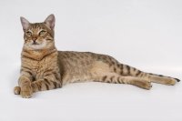 Cat Spaying: A Guide to the Procedure, Recovery, and Owner Care