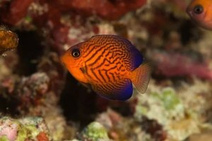 Chevron Tang Care: From Juvenile Brilliance to Adult Transformation
