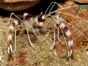 Choosing Reef-Safe Shrimp: A Balanced Look at Popular Species