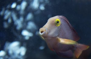 Kole Tang: A Hardy Algae Grazer for Reef Aquariums