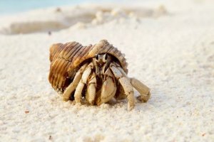 Choosing the Right Sand-Sifting Crew for Your Reef Tank