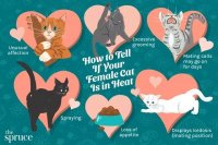 Cat Heat Cycles: What Owners Should Know and How to Respond