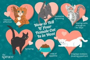 Cat Heat Cycles: What Owners Should Know and How to Respond