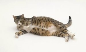 Deciding on Feline Pregnancy Termination: A Guide for Cat Owners