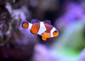 Beyond the Ordinary: Unconventional Aquarium Pets and Their Surprising Traits