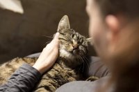 How to Tell If Your Cat Is Pregnant: A Vet's Guide to Signs and Care