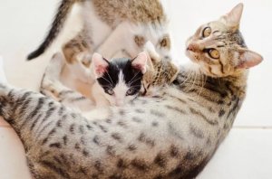Feline Mastitis: What Cat Owners Should Know About Symptoms and Care