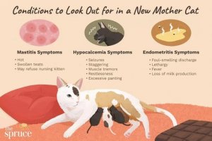 What to Expect After Your Cat Gives Birth: A Postpartum Checklist
