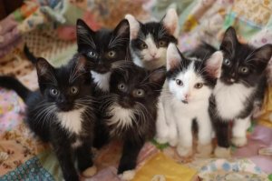 Feline Fertility: How Many Litters Can a Cat Have Each Year?